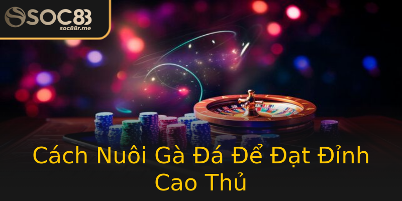 Cách Nuôi Gà Đá Để Đạt Đỉnh Cao Thủ Cách Nuôi Gà Đá Để Đạt Đỉnh Cao Thủ