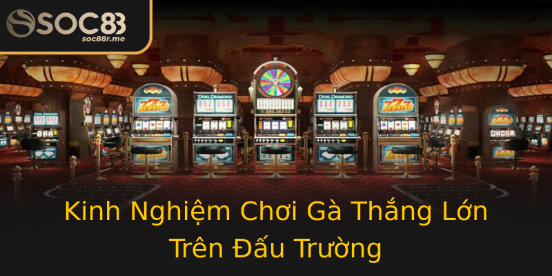 Kinh Nghiệm Chơi Gà Thắng Lớn Trên Đấu Trường Kinh Nghiệm Chơi Gà Thắng Lớn Trên Đấu Trường
