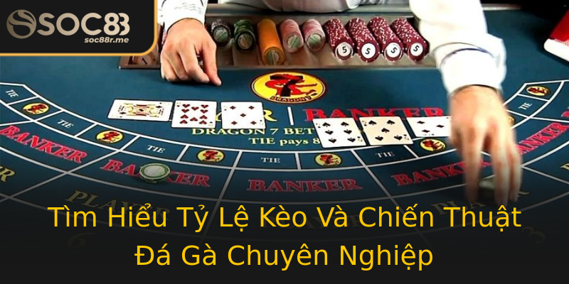 Tìm Hiểu Tỷ Lệ Kèo Và Chiến Thuật Đá Gà Chuyên Nghiệp Tìm Hiểu Tỷ Lệ Kèo Và Chiến Thuật Đá Gà Chuyên Nghiệp