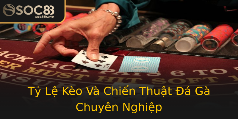 Tỷ Lệ Kèo Và Chiến Thuật Đá Gà Chuyên Nghiệp Tỷ Lệ Kèo Và Chiến Thuật Đá Gà Chuyên Nghiệp